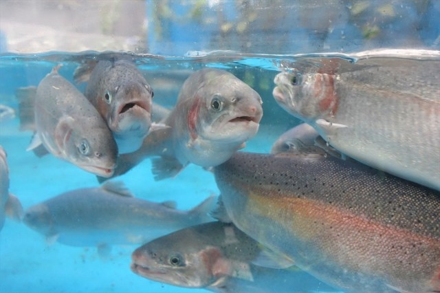 We try the bizarre ‘Get Your Finger Chomped By A Sturgeon’ experience at a Hokkaido aquarium