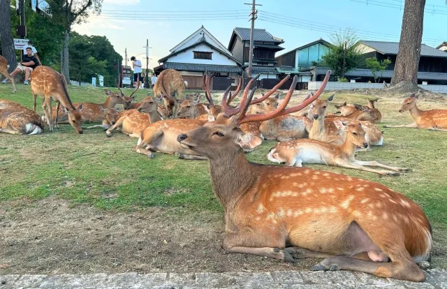 Nara deer shikadamari mystery deepens as tourists return to Nara park