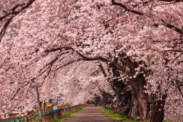 Updated sakura forecast: Cherry blossoms coming to Tokyo first, but later than first expected