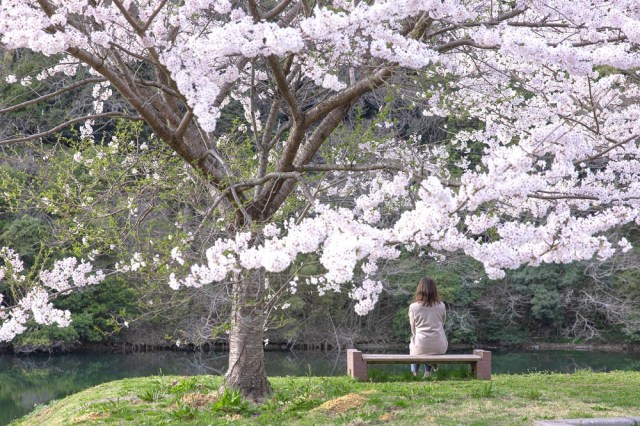 Updated cherry blossom forecast moves up blooming date, predicts sakura season start for Ueno Park