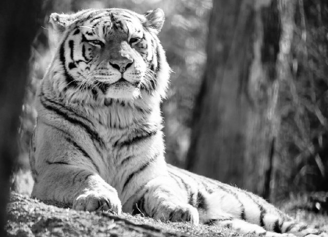 Tiger-man steals show at Japanese zoo’s safety training exercise【Video】