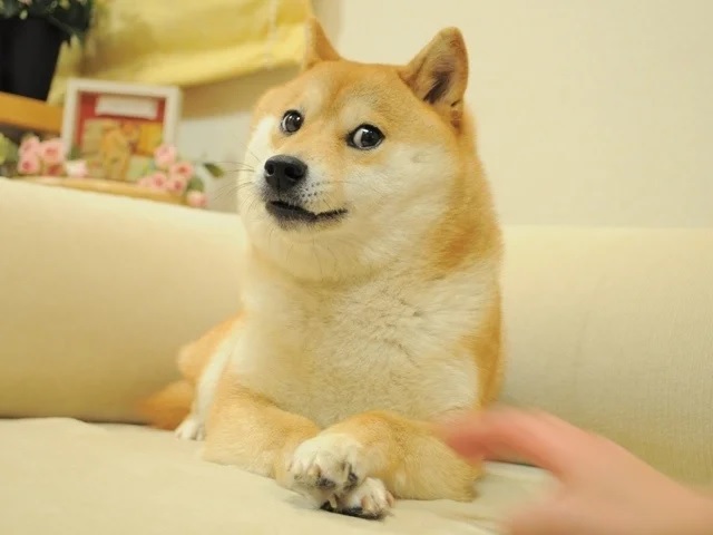 Japan’s doge meme Shiba Inu has died, hundreds of fans attend memorial service【Video】