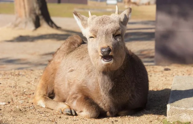 Video of man kicking, slapping deer in Nara Park outrages Japan【Video】