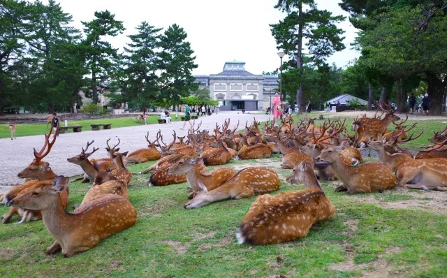 Nara deer shikadamari phenomenon continues to baffle visitors at Nara park