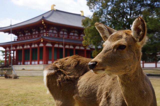 Locals (deer) shut visitors out of Nara Park cool-down misting station【Video】