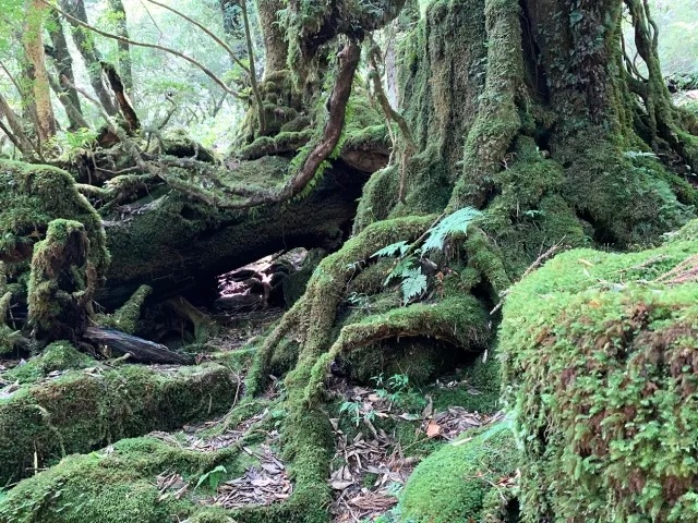 3,000-year-old tree in Japan’s Princess Mononoke forest snapped in two by typhoon【Video】