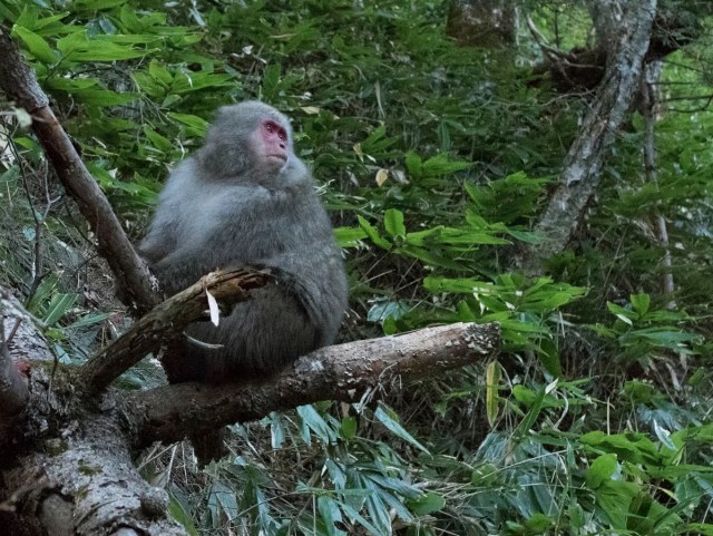 Japanese man grabbed by wild monkey, chased for hundreds of meters while jogging