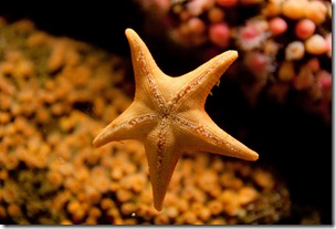 Starfish Organizations