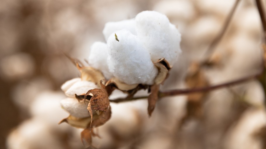 Through the mechanism of pre-season purchase, OCA participating brands pay significantly less for organic cotton than those buying ex-mill.