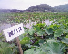 モチモチごはん