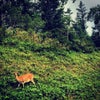 旅レポ 北海道で出会った可愛い動物たちの画像