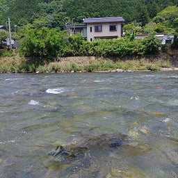 画像 6月７，８，９日鮎釣り（長良川郡上） の記事より 3つ目