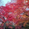 小諸城址懐古園　紅葉まつり2024の画像