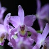 Laelianthe（Lnt.）Bowrialbida ‘Select’の画像