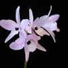 Laelia（L.）rubescens 'Heart's Desire'の画像