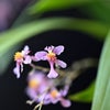 Oncidium（Onc.）sotoanum（＝ornithorhyncum）の画像