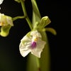 Encyclia（E.）cordigera sib.の画像