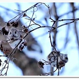 画像 【北海道】雪が深々と降っています。 の記事より 1つ目