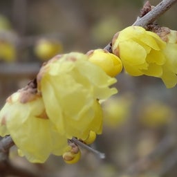 画像 新年最初の満月とどんど焼き の記事より 4つ目