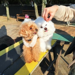 画像 高いところが怖い愛犬♪ドッグラン&カフェ⭐サンスイ② の記事より 3つ目