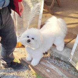 画像 時間よ止まれ～♪愛犬と過ごすドッグカフェ の記事より 1つ目