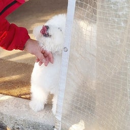 画像 時間よ止まれ～♪愛犬と過ごすドッグカフェ の記事より 3つ目