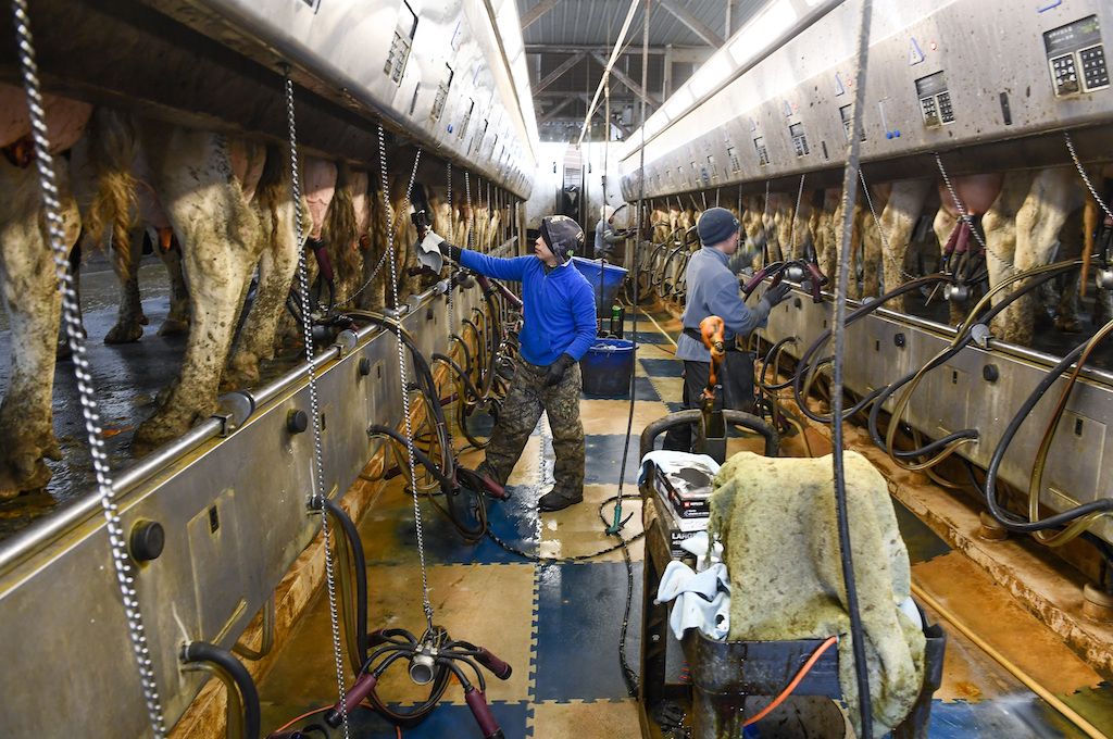 Workers on a dairy farm in New York.