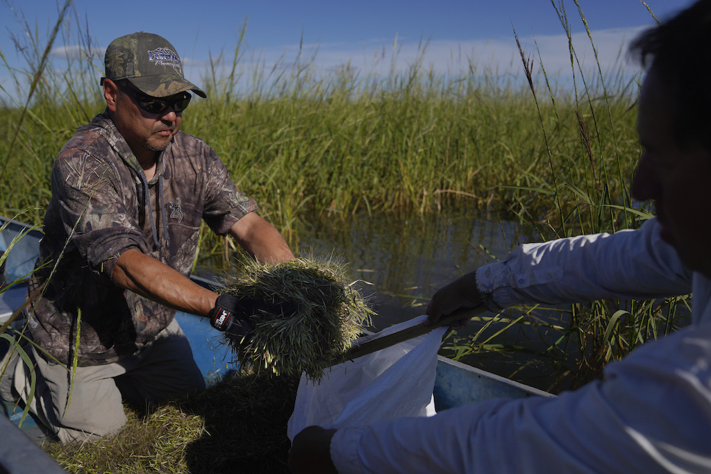 Two men harvest wild rice.