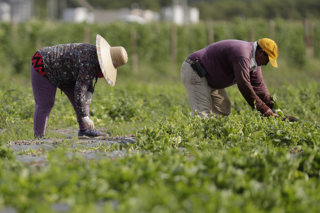 Farmworkers pick spinach.