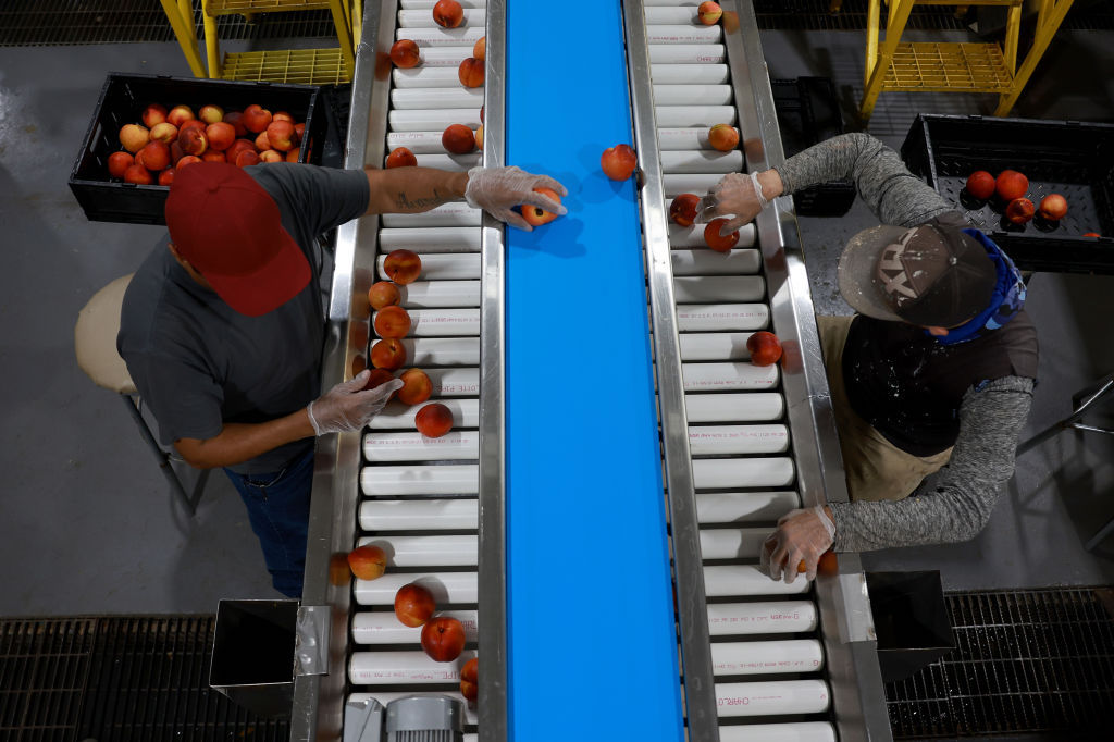 Workers sort peaches at a packing house in Georgia.