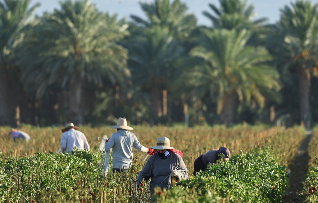 Farmworkers wear protective clothing while working in a field.