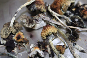 Dried psilocybin mushrooms.