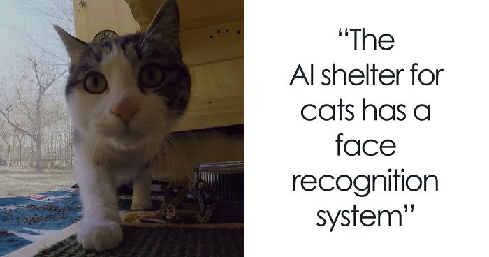 Computer Engineer Created An AI Shelter That Takes Care Of 174 Cats, And Even Has A Facial Recognition System