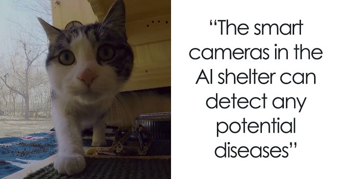 Computer Engineer Created An AI Shelter That Takes Care Of 174 Cats, And Even Has A Facial Recognition System