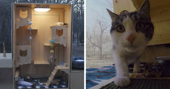 Computer Engineer Created An AI Shelter That Takes Care Of 174 Cats, And Even Has A Facial Recognition System