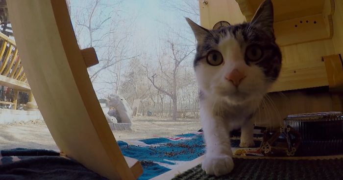 Computer Engineer Created An AI Shelter That Takes Care Of 174 Cats, And Even Has A Facial Recognition System