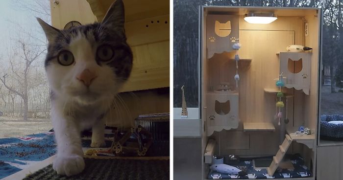 Computer Engineer Created An AI Shelter That Takes Care Of 174 Cats, And Even Has A Facial Recognition System