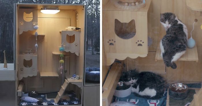 Computer Engineer Created An AI Shelter That Takes Care Of 174 Cats, And Even Has A Facial Recognition System