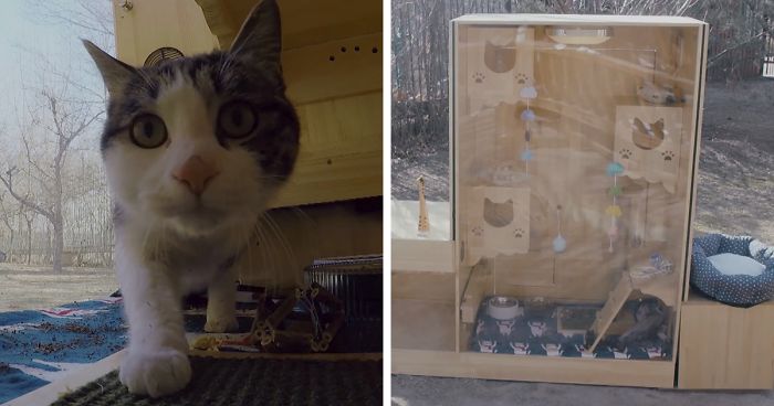 Chinese Engineer Builds First Ever AI-Powered Shelter For 174 Stray Cats With A Facial Recognition System