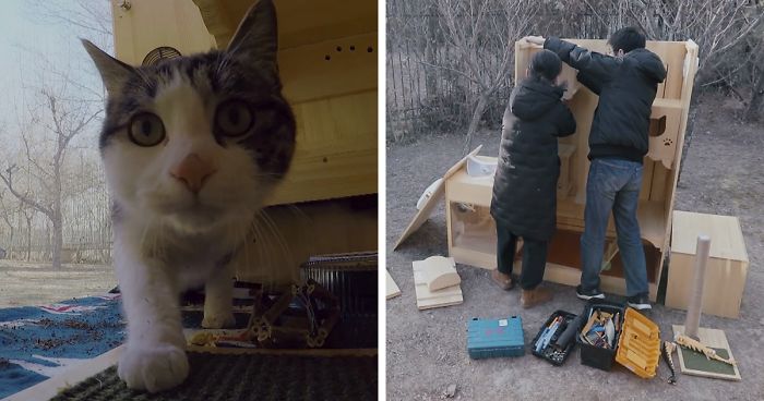 Chinese Engineer Designs First AI-Powered Shelter For 174 Cats With A Facial Recognition System