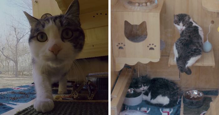 Beijing Engineer Builds AI-Powered Shelter For 174 Homeless Cats And It Has Facial Recognition