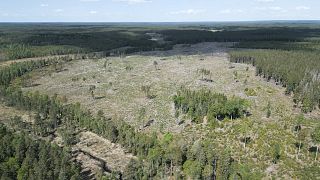 Foreste più grandi e più sane: come possiamo proteggerle?