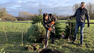 Pieter De Wit farmtulajdonos (balra) gödröt ás egy karácsonyfának, miközben azt újraültetik a Paard és Bloem farmon, a belgiumi Oppuursban, 2023. január 7-én, szombaton.