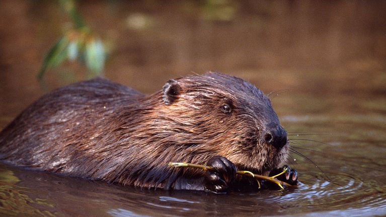 Beavers, great natural architects, are among the creatures found in the UK's rainforests