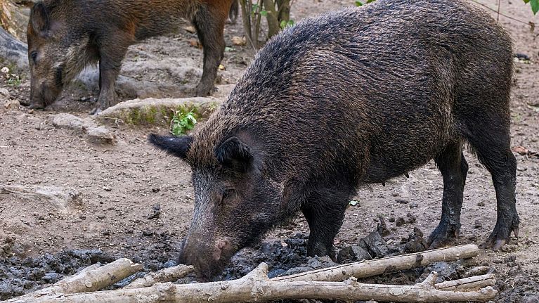 A wild boar in Europe