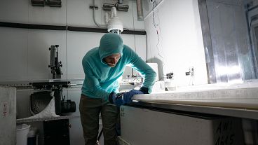 A research preps the longitudinal ice core samples for high-resolution lead measurements.