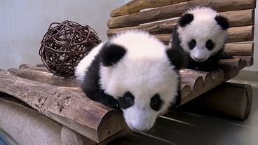 Die beiden fünf Monate alten Panda-Zwillingsschwestern erkunden ihren neuen Spielplatz im Zoo von Berlin, Deutschland, am 07.01.2025.