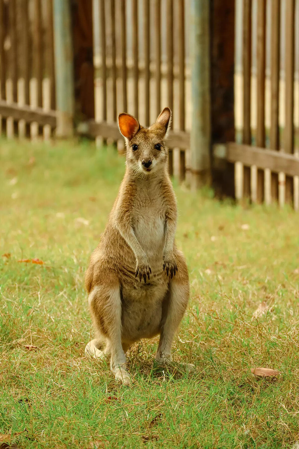 ​Kangaroo recognised as world's largest hopping animal​