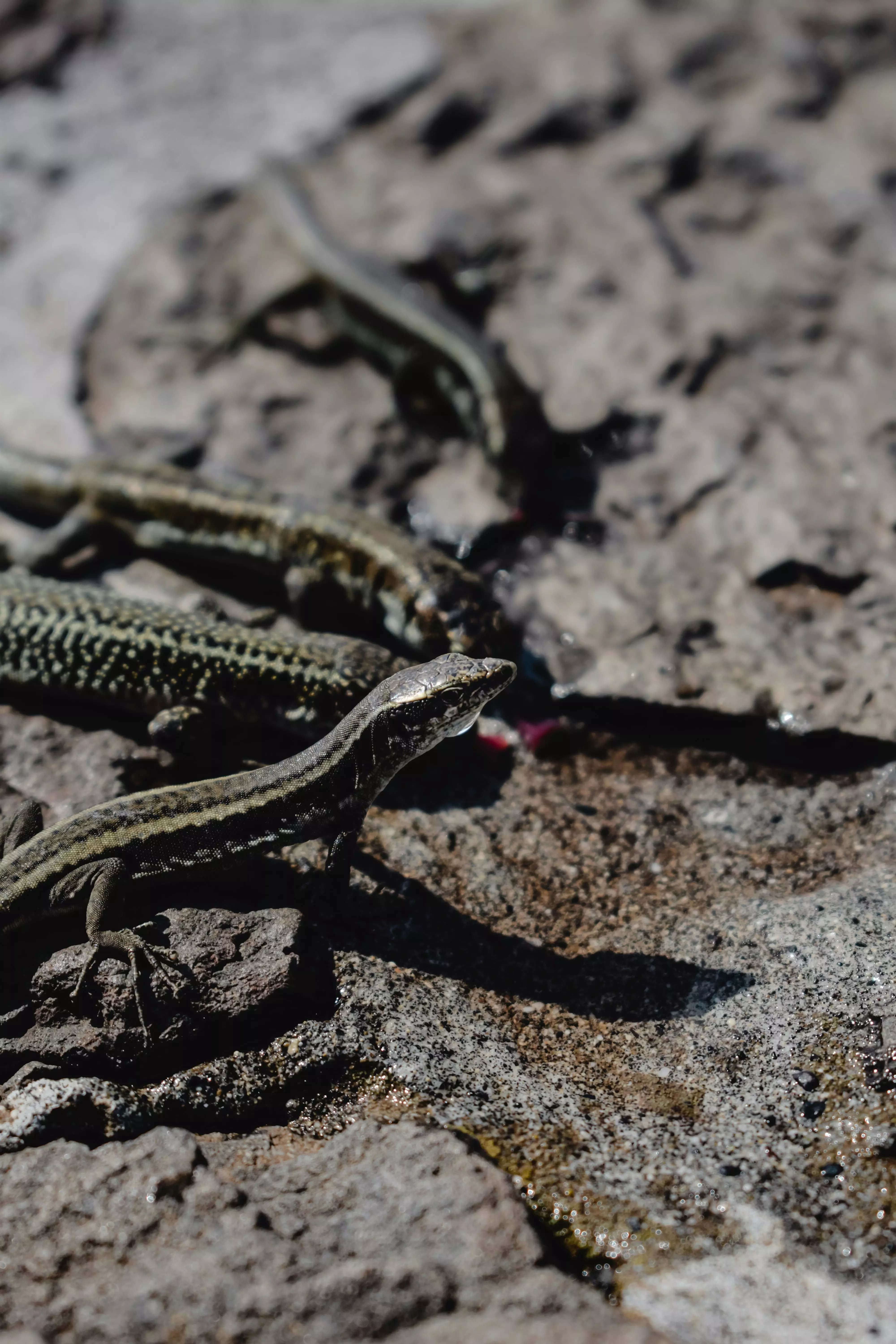 ​Keeping lizards as pets and exploring their fascinating behaviours and unique characteristics​