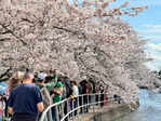 Spectacular pictures of cherry blossoms from across the world just in time for spring